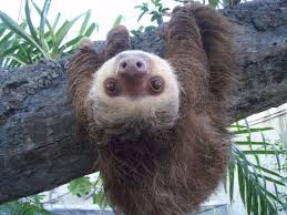 sloth 3